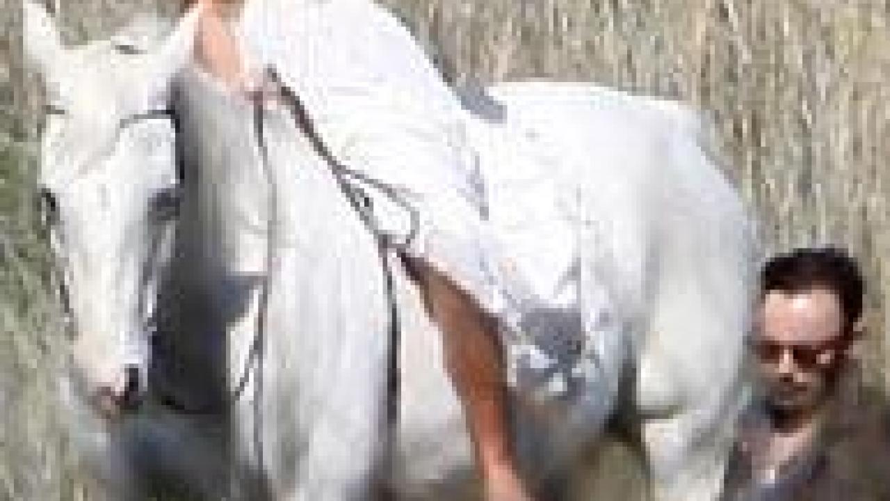 PHOTO : Miley Cyrus sur son cheval blanc… | Premiere.fr