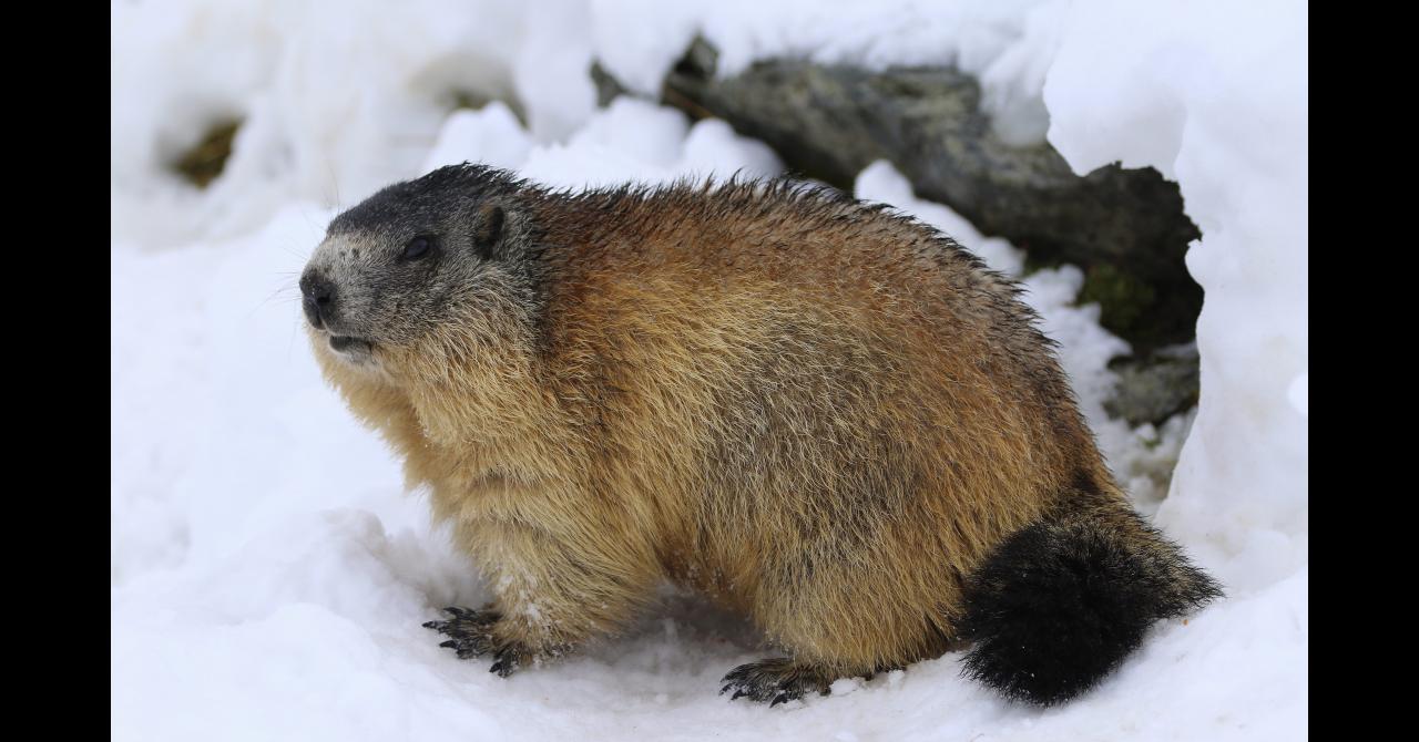 Marmotte