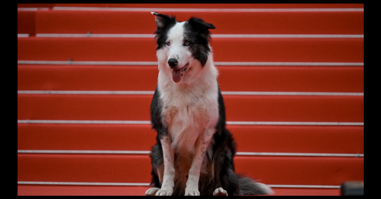 Cannes Jour 1 : Messi, le chien d'Anatomie d'une chute, sur les marches pour "interviewer" les stars